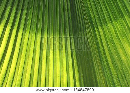 Green leaves with bright sunshine in the morning. the design concept for the natural background.