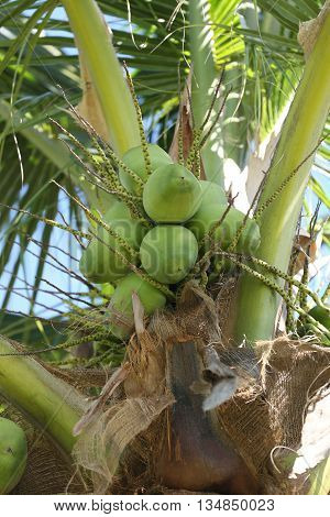 cocoanut on coconut tree in garden ThailandThis plant of palm and found throughout in seaside tropical.