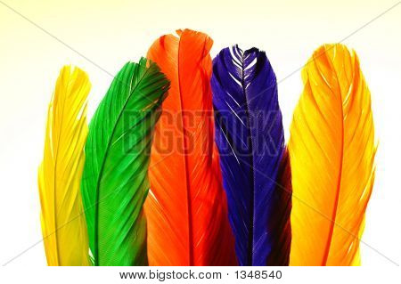 Plumes colorées