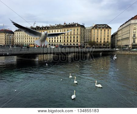 Switzerland, Geneve - 13 December 2014: seagulls over Geneve lake near pedestrian bridge Berg, view from Promnad Du Lac, seagull in air, seagull flying, seagull closeup, city birds, old european city