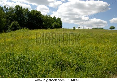  Gelbe Wiese auf eine Marge von einem Holz