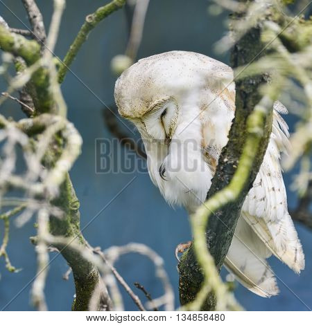Beautiful Adult Barn Owl In Old Petrified Tree