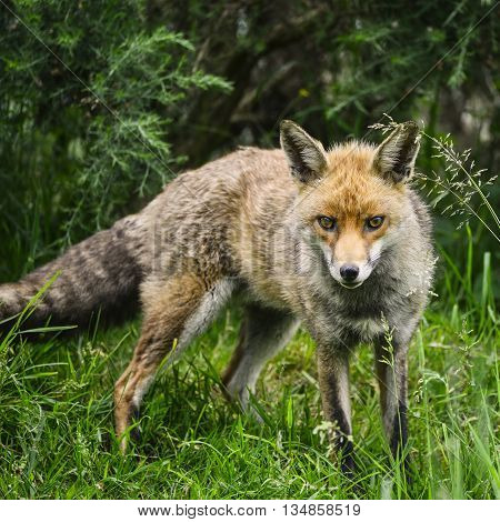 Stunning Male Fox In Long Lush Green Grass Of Summer Field