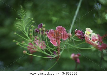 beautiful garden flowers.flower on nature green background