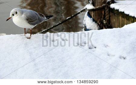 Seagull in the snow by the River Thames Kingston Upon Thames Surrey London England