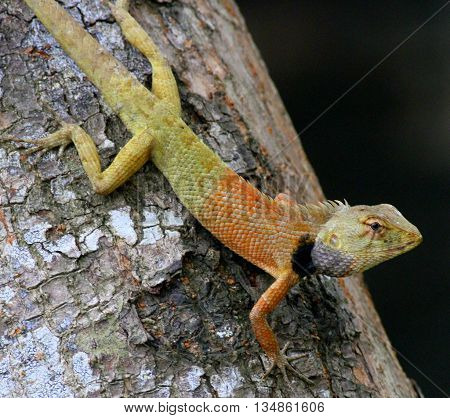 colorful Oriental Garden Lizard on a tree trunk near Songkhla, Thailand