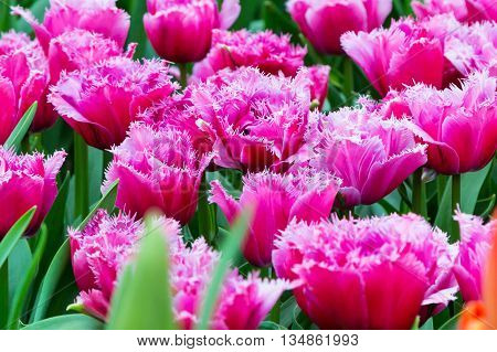 Vibrant colorful  holiday or birthday background with beautiful shaggy edged fuzzy pink tulips flowerbed