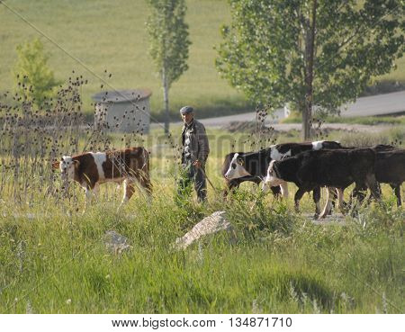 ANKARA/TURKEY-June 5, 2016: Cowhand at the Saray Region with cows. June 5, 2016-Ankara/Turkey