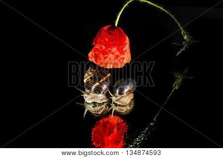 Snails and poppy  flower isolated on black  background
