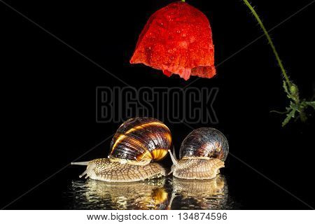 Snails and poppy  flower isolated on black  background