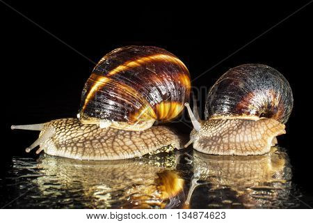 Two garden snails isolated on black background