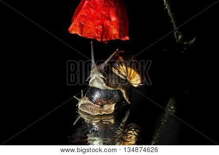 Snails and poppy flower isolated on black background