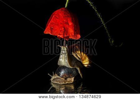 Snails and poppy flower isolated on black background