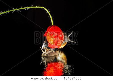 Snail and poppy flower isolated on black background