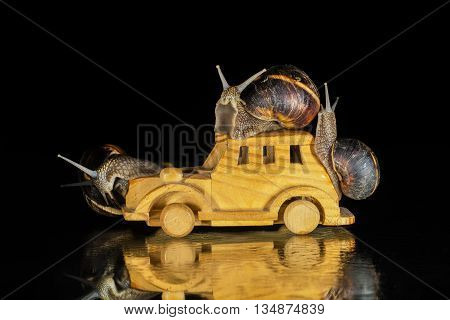 Snails riding toy wooden car isolated on black  background