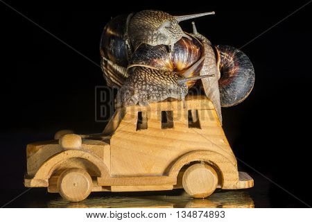 Snails riding a wooden toy car  isolated on black  background