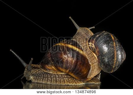 Two  garden snails isolated on black  background