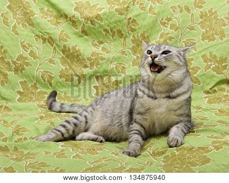 Cat on green carper background, angry cat, cat at home, portrait of cat
