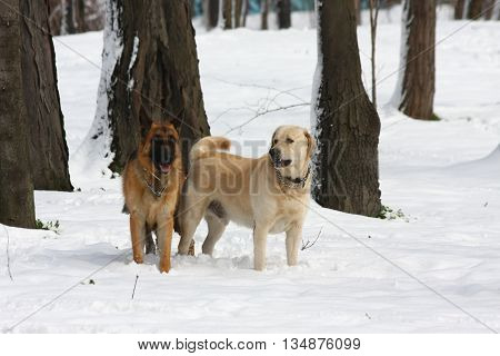German Shepherd and Labrador Retreiver enjoying in the forest under the snow