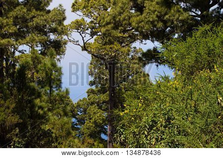 Canarian pines, pinus canariensis in Tenerife, road to Teide volcano. La caldera