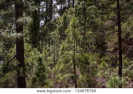 Forest of Pinus canariensis. Pine trees in Tenerife, road Pinolere to Teide