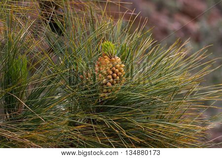 Forest of Pinus canariensis. Pine trees in Tenerife, road Pinolere to Teide