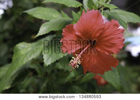 Blur Red Hibiscus Flower and select focus