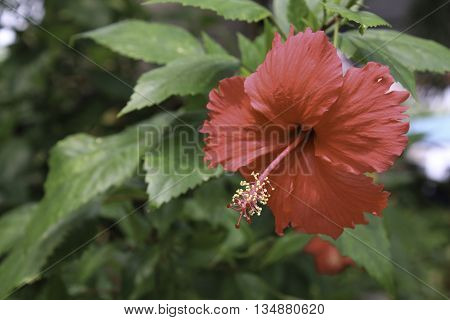 Blur Red Hibiscus Flower and select focus