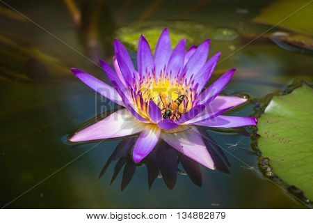 Bee pollen lotus suck in the park
