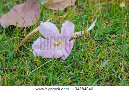 Pink Flowers on grass in the park