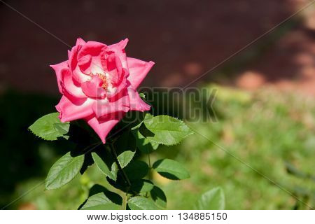Close up the Red rose. Red roses.