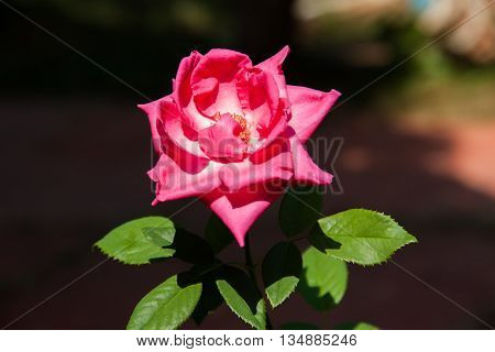 Close up the Red rose. Red roses.
