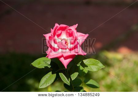Close up the Red rose. Red roses.