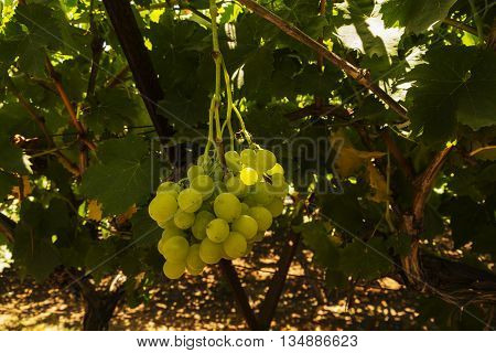 Vineyard in the Israeli settlement in the center of the country