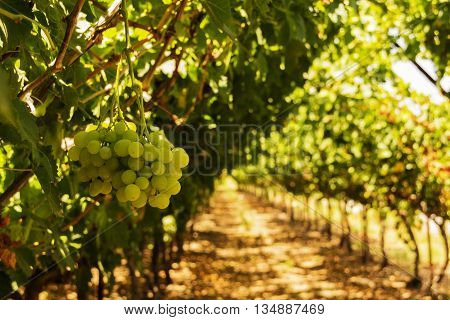 Vineyard in the Israeli settlement in the center of the country