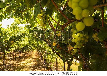 Vineyard in the Israeli settlement in the center of the country