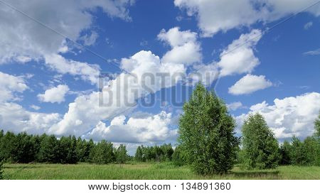 Summer green field under the blue sky with beautiful clouds on the forest background.