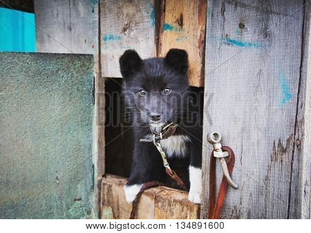 Homeless puppy in a shelter for dogs peeking out of the kennel.