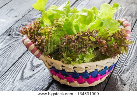 Fresh crispy lettuce and Lollo Rossa in the basket. The source of vitamins and minerals detox diet health or vegetarian food concept