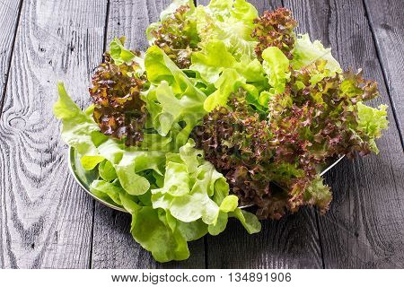 Fresh crispy lettuce and Lollo Rossa. The source of vitamins and minerals detox diet health or vegetarian food concept