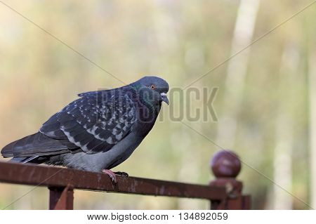 Alone dove sitting on brown fence. Background blurred.