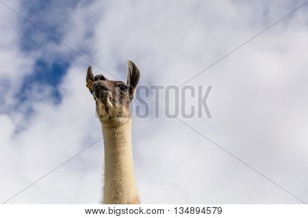 Peruvian llama back lit by clouds and sky