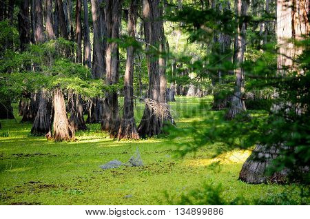 Bald cypress standing in a lush, green Louisiana swamp