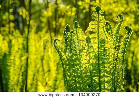 summer landscape . fern growing in the summer forest. the sun's rays pass through the plant and provide pleasant shade