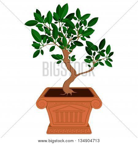 Little green bonsai tree in brown pot