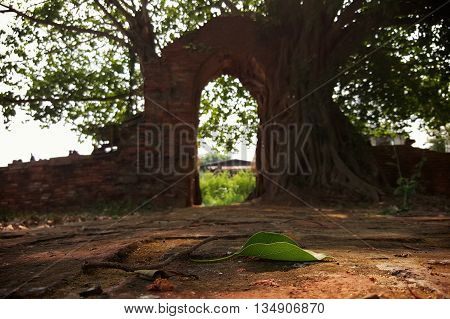 Wat Ph-ra Ngam , leaf Ayutthaya thailand