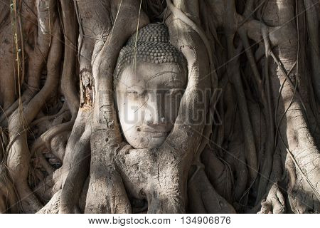 Head of Buddha in the tree roots , Wat Mahathat