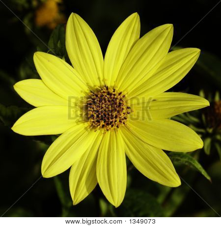  Selvatico fiore giallo