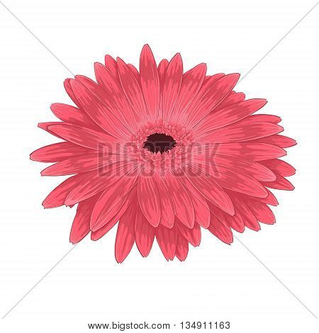 Beautiful pink gerberaisolated on white background . Hand-drawn with effect of drawing in watercolor