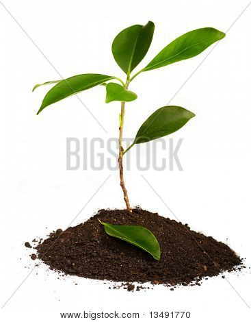 Unge grøn plante på en hvid baggrund